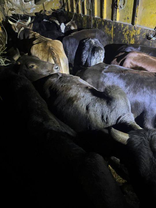 बर्दिबासमा जेनजीहरू ताते, तस्करी गर्दै गरेका गाेरू पक्राउ
