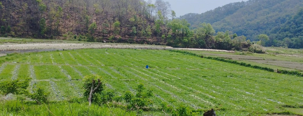 सुरौदी खोला कटान : वर्षौँदेखि चुनावी मुद्दा, पीडितका समस्या उस्तै