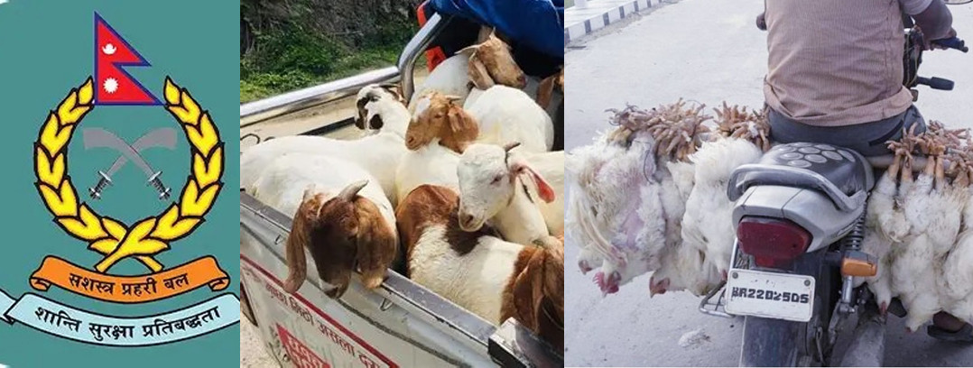 भुजहवा नाकाबाट दिनदहाडै कुखुरा–बाख्राको तस्करी ः  सशस्त्र प्रहरीकै संरक्षणमा अवैध धन्दा फस्टाएको आरोप
