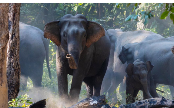 लालझाडीमा जङ्गली हात्तीको आक्रमण, ६ वर्षीया बालिकाको मृत्यु