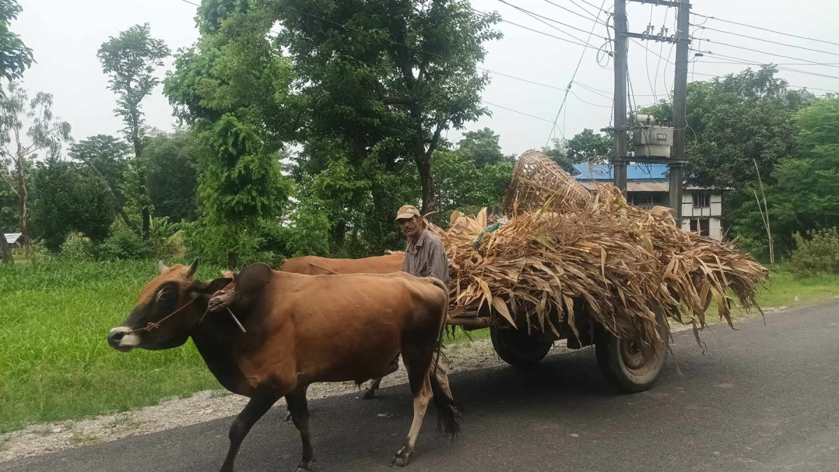 तराईका ग्रामीण भेगमा देखिन छाडे गोरुगाडा
