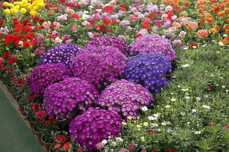 पुष्प मेलामा १ करोड २२ लाख रुपैयाँभन्दा धेरैको कारोबार