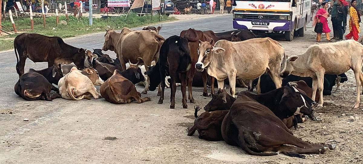 महोत्तरीका नाकाबाट गाईगोरु तस्करीको भयावह जालो !,  एसएसबीले समात्यो झण्डै ४०० गाईगोरु